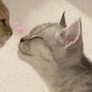 ☺️ emoji каты!!! Telegram sticker 15 of 29