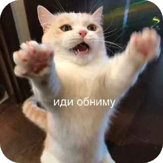 🐱 emoji Kat Telegram sticker 16 of 58
