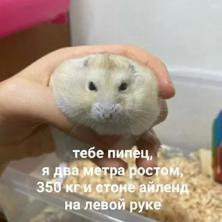 🌟 emoji Животные мемы Telegram sticker 13 of 79