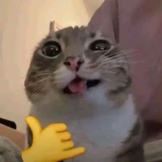🤙 emoji Жучара Telegram sticker 8 of 104