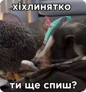 😴 emoji рандом3 @shashluchokstickers Telegram sticker 21 of 45