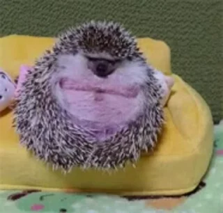 🦔 emoji Умрите любимые @i26485 Telegram sticker 11 of 92