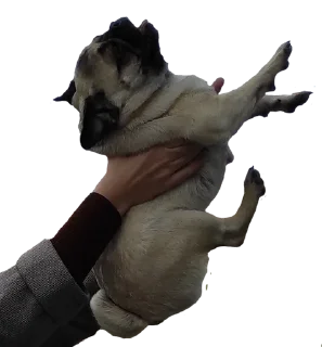 🤡 emoji ОпапопА Telegram sticker 9 of 22