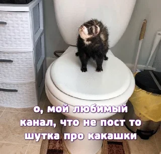 🌟 emoji Больше хорьков богу хорьков Telegram sticker 16 of 120
