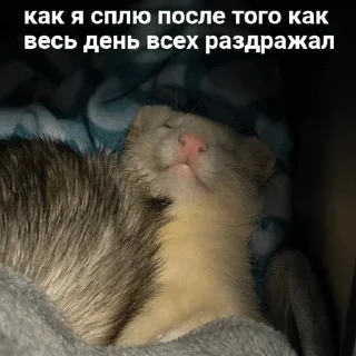 🌟 emoji Больше хорьков богу хорьков Telegram sticker 11 of 120