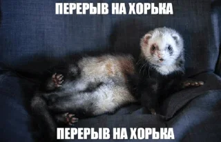 🌟 emoji Больше хорьков богу хорьков Telegram sticker 20 of 120