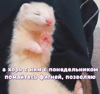 🌟 emoji Больше хорьков богу хорьков Telegram sticker 14 of 120