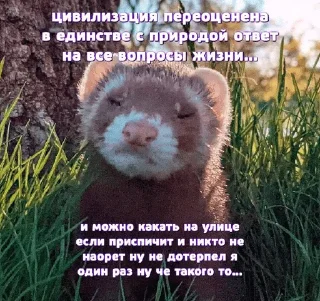 🌟 emoji Больше хорьков богу хорьков Telegram sticker 22 of 120