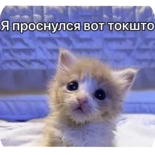 🐱 emoji котеки для бро Telegram sticker 11 of 32