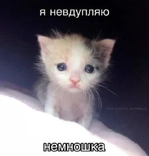 🌟 emoji котеки для бро Telegram sticker 18 of 32