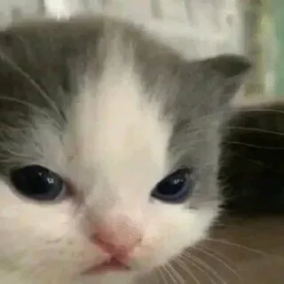 😡 emoji мемес Telegram sticker 10 of 67