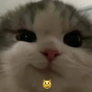 😼 emoji мемес Telegram sticker 11 of 67