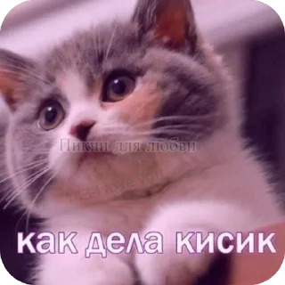 🥰 emoji @Killu000777 :; Omgcatzzl Telegram sticker 18 of 92