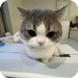 😐 emoji @Killu000777 :; Omgcatzzl Telegram sticker 8 of 92