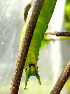 🐛 emoji -japanese emperor caterpillar Telegram sticker 11 of 14