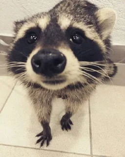 🦝 emoji 𝖘𝖑𝖊𝖊𝖕𝖎𝖓𝖌 𝖗𝖆𝖈𝖈𝖔𝖔𝖓 Telegram sticker 17 of 116