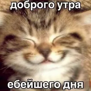 ☀️ emoji catsmem Telegram sticker 5 of 116