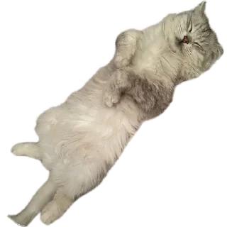 😴 emoji VASILISA💜 Telegram sticker 21 of 56