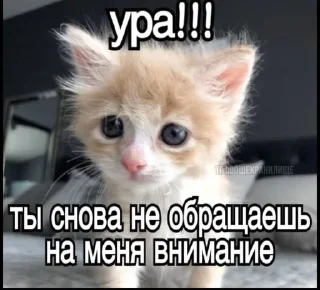 🥳 emoji Стикеры1.kot | @kot_ma0s1n Telegram sticker 8 of 120
