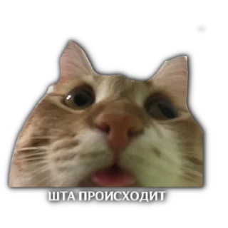 😮 emoji Котятя Telegram sticker 9 of 16