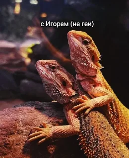 🥰 emoji Рептилоиды тимы 💝 Telegram sticker 7 of 34