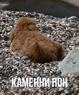 👣 emoji тильда пон Telegram sticker 16 of 21