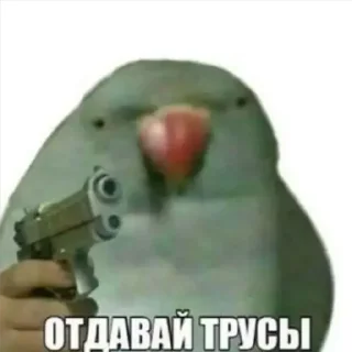 🦜 emoji Стикерпак кота Telegram sticker 15 of 75