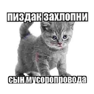 🐱 emoji Чта Telegram sticker 8 of 43