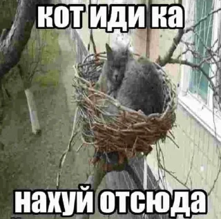 🌟 emoji Сборник хуйни и картинки Telegram sticker 16 of 120