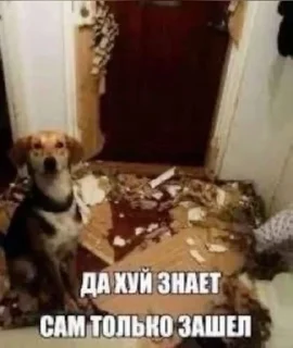 🌟 emoji Сборник хуйни и картинки Telegram sticker 17 of 120