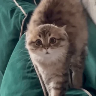 😳 emoji котики и все остальное Telegram sticker 6 of 30