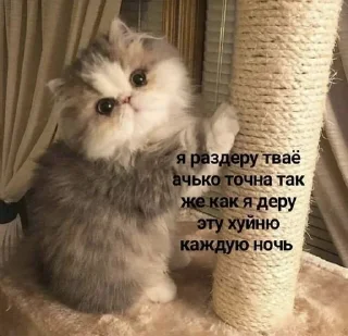 🤫 emoji Агрессивные котики Telegram sticker 16 of 35