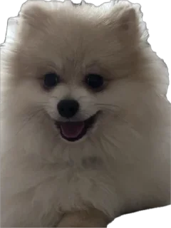 🌟 emoji Мои собаки Telegram sticker 18 of 89