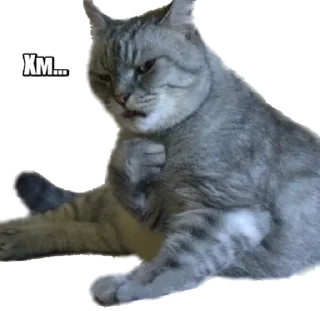 😼 emoji Forty cats @stickersb2b Telegram sticker 7 of 21
