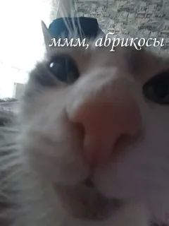 🌟 emoji Данга топ это факт🥰 Telegram sticker 15 of 15