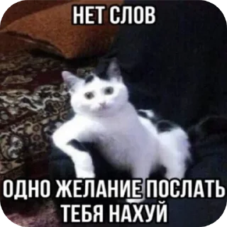 🐱 emoji Domikvderevne Telegram sticker 24 of 78