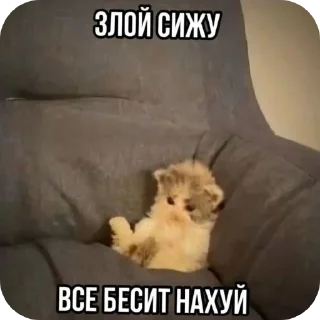 🐶 emoji Domikvderevne Telegram sticker 18 of 78