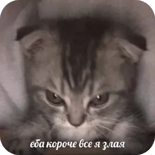🐱 emoji Domikvderevne Telegram sticker 22 of 78
