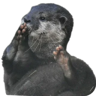 🐦 emoji Otters and RYT Telegram sticker 15 of 88