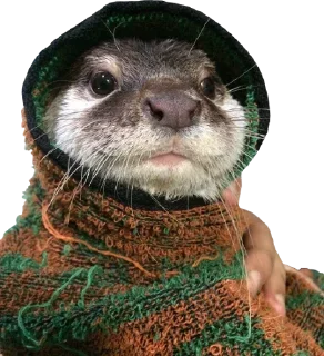 Sticker from Otters and RYT