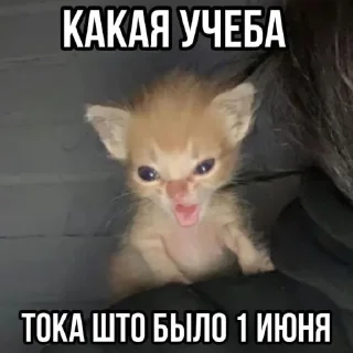 🤩 emoji cat @stikeru_ot_mikoko Telegram sticker 13 of 24