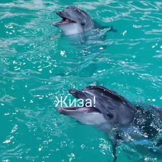 Sticker from мудик тети пусси