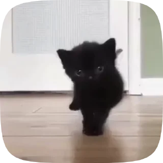 😳 emoji котята Telegram sticker 22 of 38