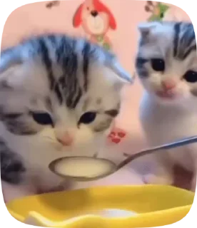 😕 emoji котята Telegram sticker 11 of 38