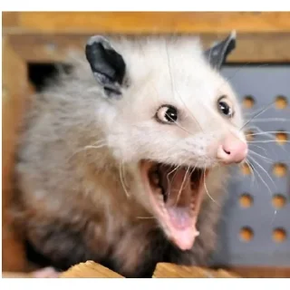 🤪 emoji моя стикерня Telegram sticker 21 of 81