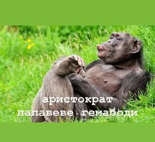 🎩 emoji пепапеве гемабоди Telegram sticker 16 of 18