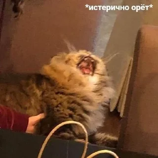 🌟 emoji (‾◡◝) удаленка Telegram sticker 20 of 93
