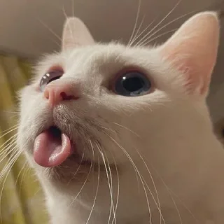 😛 emoji котяра Telegram sticker 16 of 31