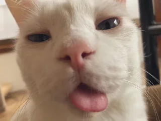 😘 emoji котяра Telegram sticker 1 of 31