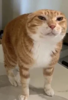 😺 emoji Какоета пак стикерав Telegram sticker 14 of 26